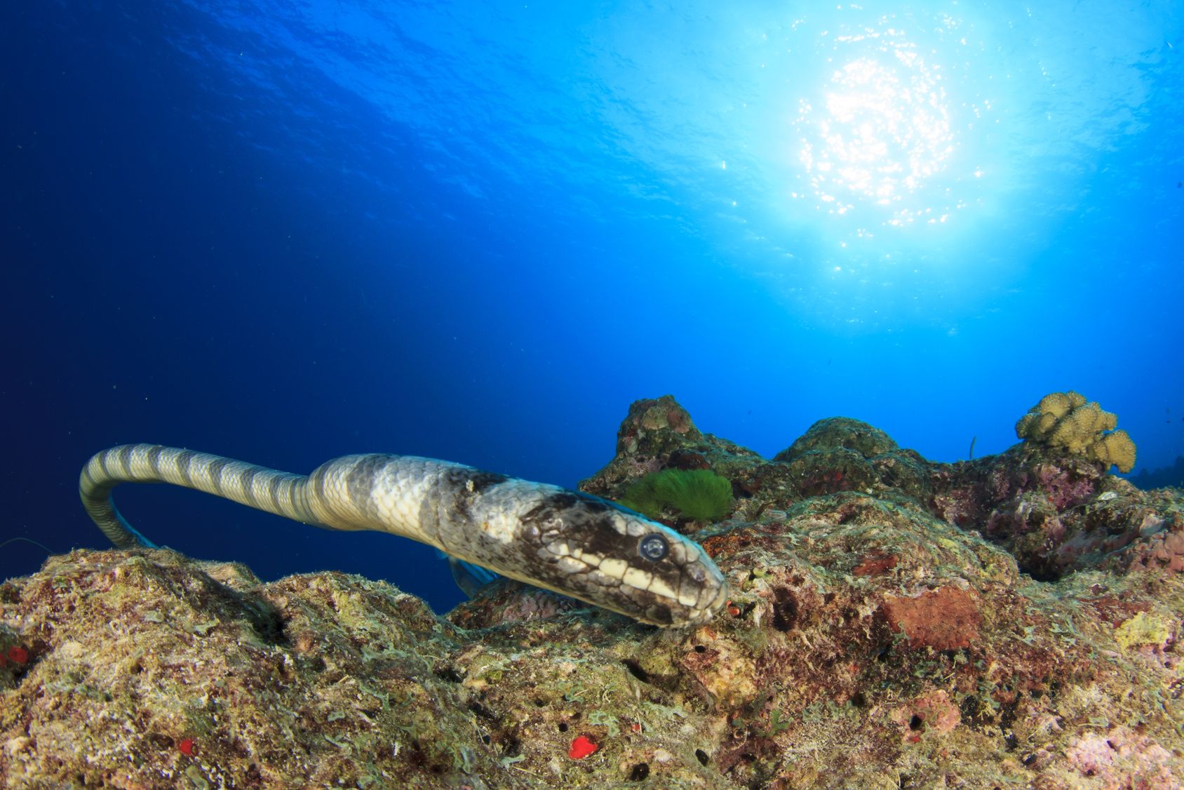 Unterwasser Schlange (Seeschlange)