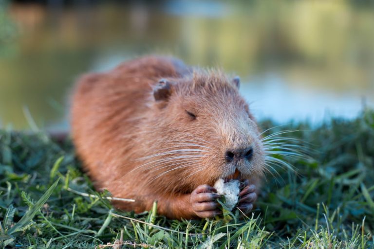 Was ist eigentlich eine Wassermaus?