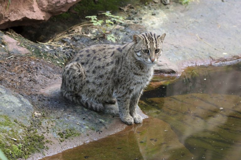 Die Wasserkatze – selten und mysteriös