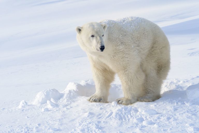 Wie gefährlich ist eigentlich ein Eisbär?