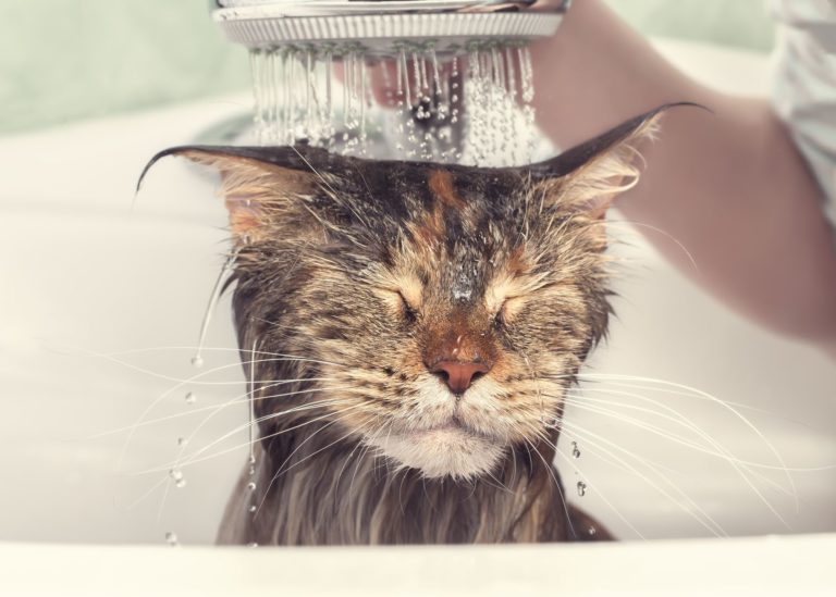 Warum sind Katzen eigentlich wasserscheu?