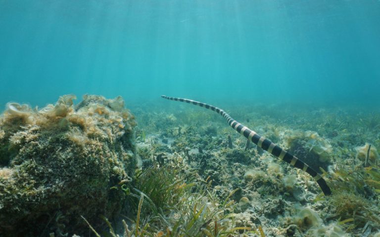 Seeschlangen – denn auch Schlangen leben im Wasser