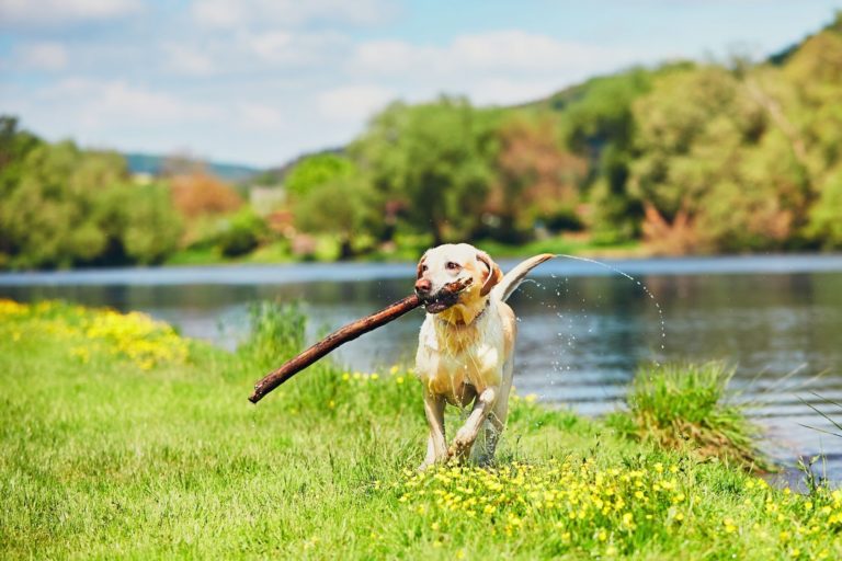 Schützen Sie Ihren Hund: Wenn Wasser zur tödlichen Gefahr wird!