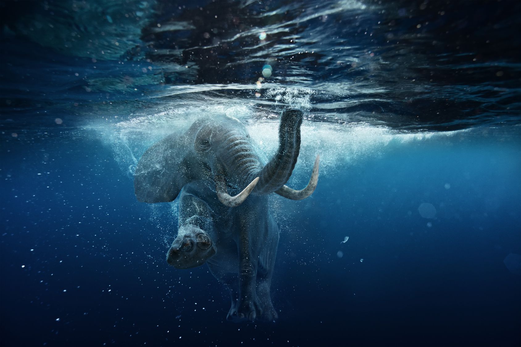Elefant schwimmt
