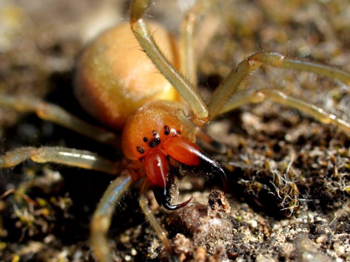 Gefährlichste Spinne Deutschlands