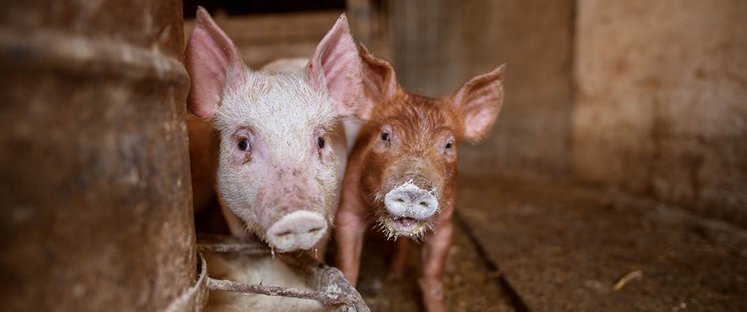 Schweinchen im Mastbetrieb