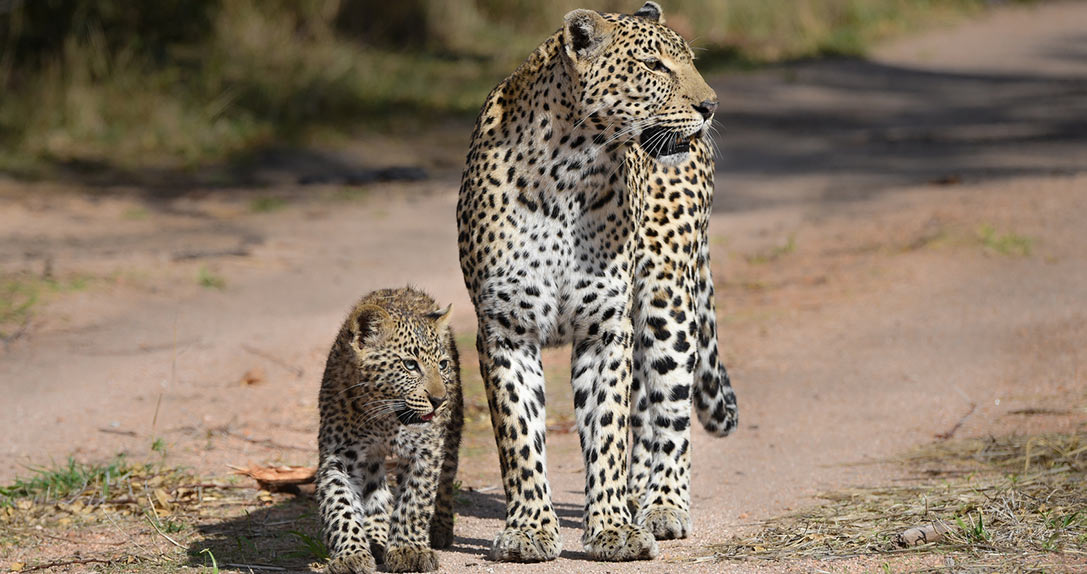 Leopard mit Leopardenbaby