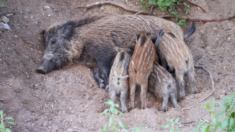 Wildschweine: Dieser Geruch enttarnt die Gefahr