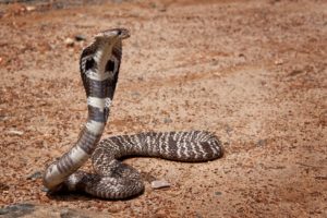 Eine durch den Sand schlängelnde Kobra
