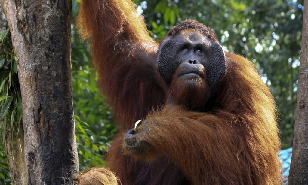 Ein wilder Orang-Utan