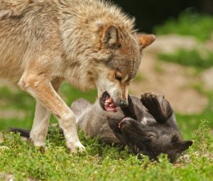 Wolf attackiert Wolf