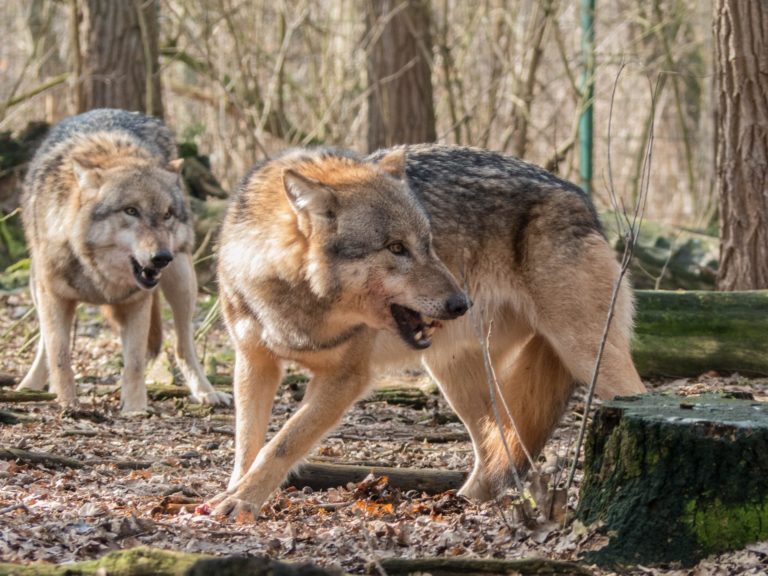 Wölfe in Deutschland – Mythos oder Gefahr?