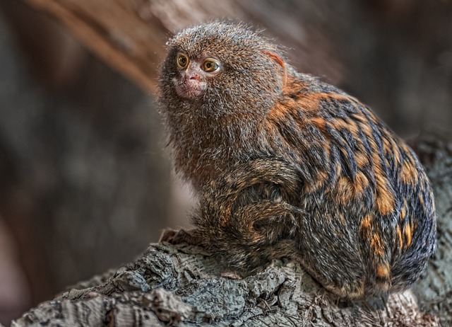 Tiere und Umwelt: Warum wir uns um Marmosets und Tierprodukt-Verbandsarbeit kümmern sollten