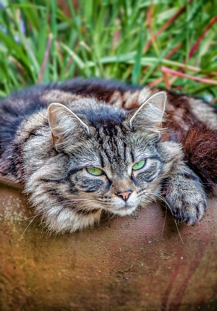 Tiere und Umwelt: Der Tomatenfrosch und seine Bedeutung für unsere Ökosysteme