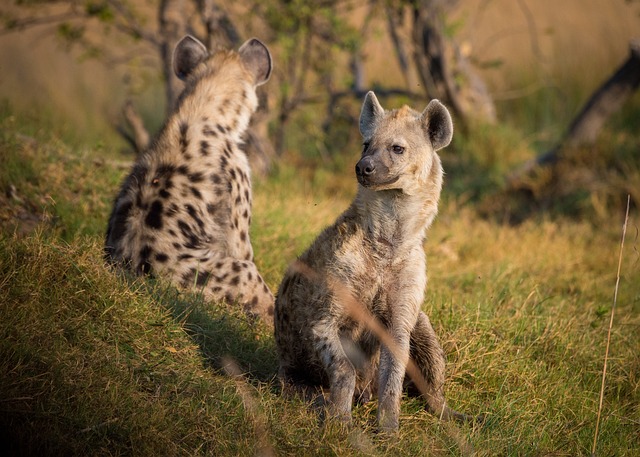 Tiere und Umwelt: Die Rolle der Hyäne