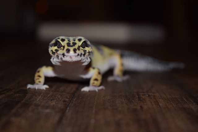 Tiere und Umwelt: Die Bedeutung von Geckos und Mauerseglern