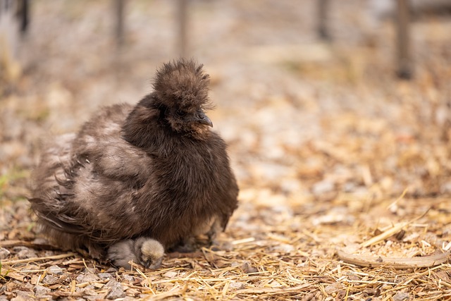 Tiere und Umwelt: Warum wir uns um Seidenhühner und artgerechte Tierhaltung kümmern sollten