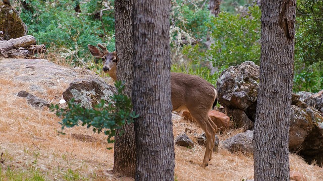 Tiere und Umwelt: Wie Wildtiere unsere Umwelt beeinflussen